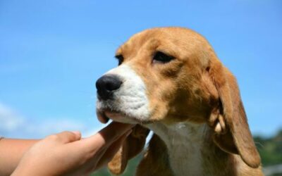 Sometimes dreams become reality