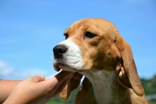 Manchmal werden Träume war