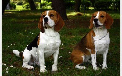 Our dream couple has been found!!!