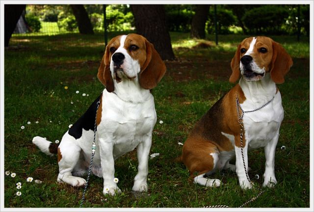 Our dream couple has been found!!!