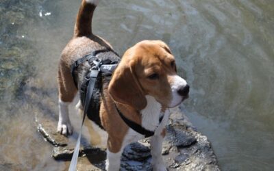 Start of the 2014 exhibition season in Austria