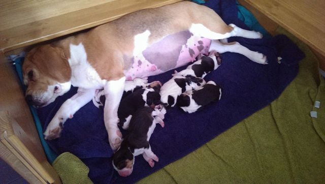 Unser A-Wurf ist Da!!!