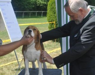 A weekend all about the beagle