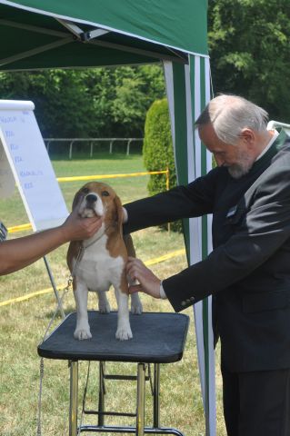 Ein Weekend ganz im Zeichen des Beagles