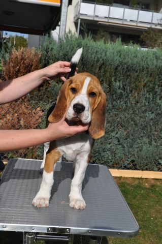 Neue Dosenöffner Gesucht!!!!