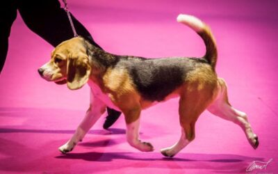 In the footsteps of your father “Quincy”