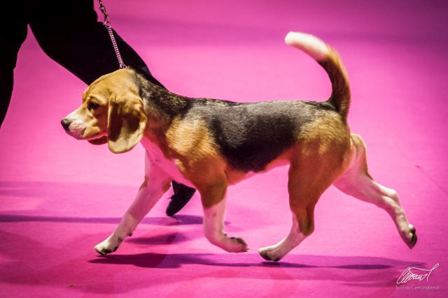 Auf den Spuren Ihres Vaters „Quincy„