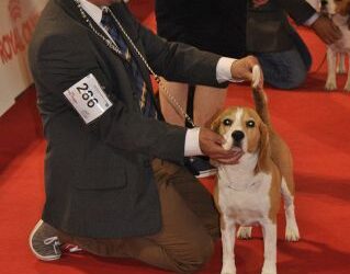 When Beagles travel!!!