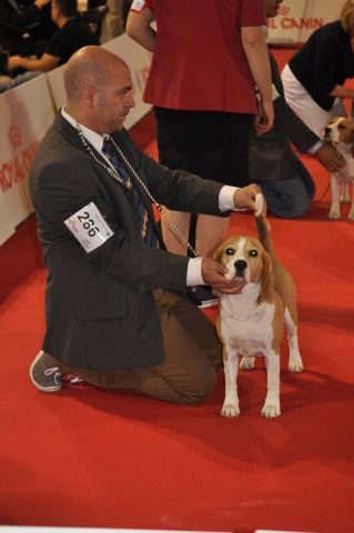 Wenn Beagles auf Reisen sind!!!