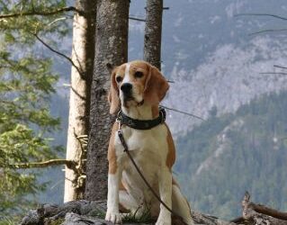 Club winner show of the ABC 2015