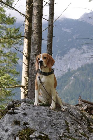 Club winner show of the ABC 2015