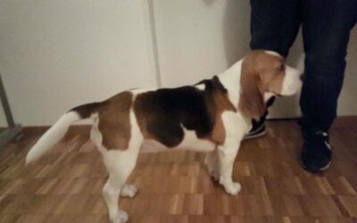 Golden Swissline Grand Allacaya – „Stella“