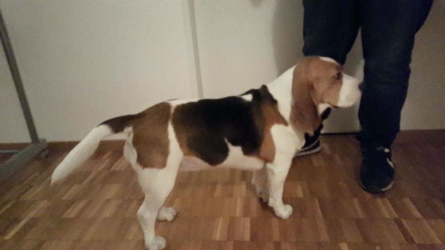 Golden Swissline Grand Allacaya – „Stella“