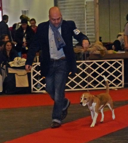 Fehova Winter Dog Show 2016