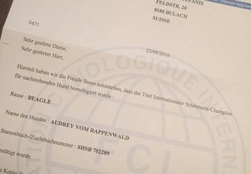 The leaves are falling, it’s autumn!!!