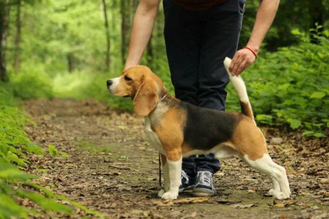 Another champion title for Cassy and a warm welcome to Picco