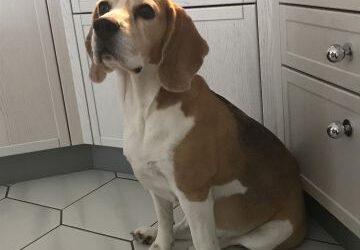 We are expecting our B-litter at the end of May!!!!!