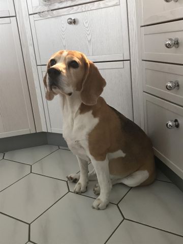 We are expecting our B-litter at the end of May!!!!!