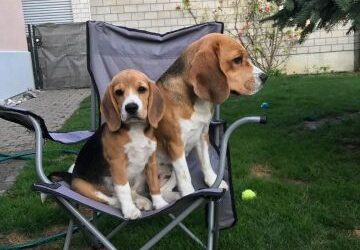 The Braveheart`s have moved out!!!