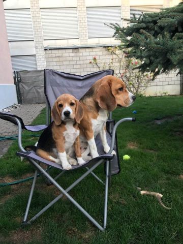 The Braveheart`s sind ausgezogen!!!