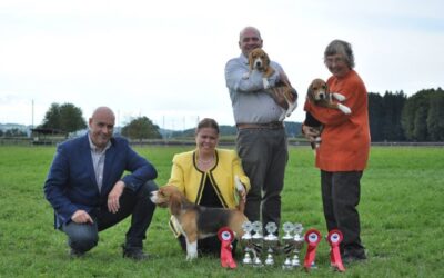 Cassy CSS Beagle Club Schweiz