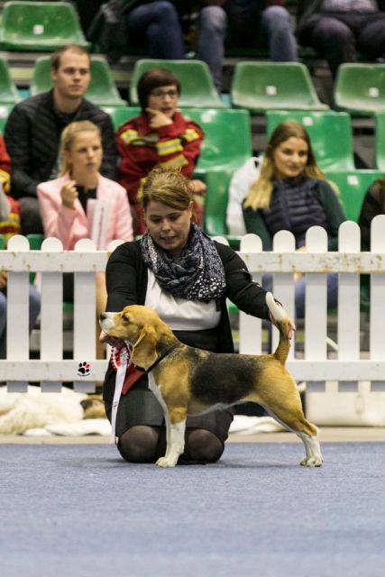 Cassy Bundessiegerschau Tulln