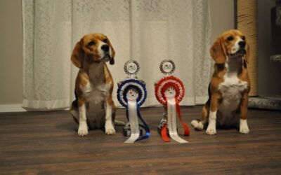 BEST in SHOW minor Puppy 1 für Diana und eine Platzierung für Cassy an der WDS Leipzig