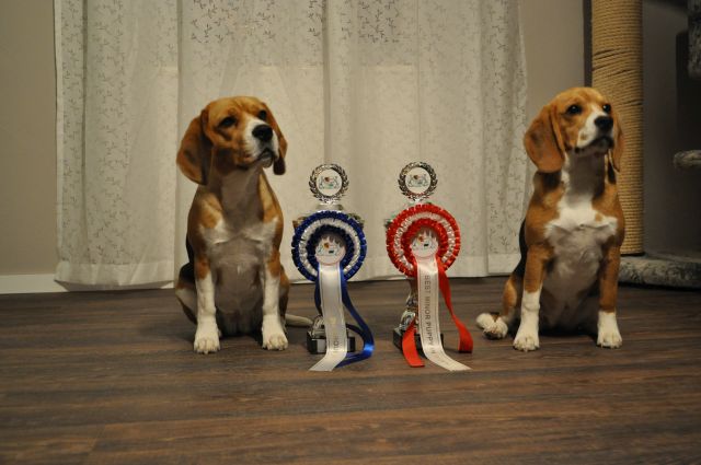 BEST in SHOW minor Puppy 1 für Diana und eine Platzierung für Cassy an der WDS Leipzig