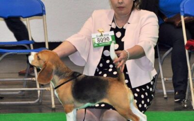 Crufts 2018