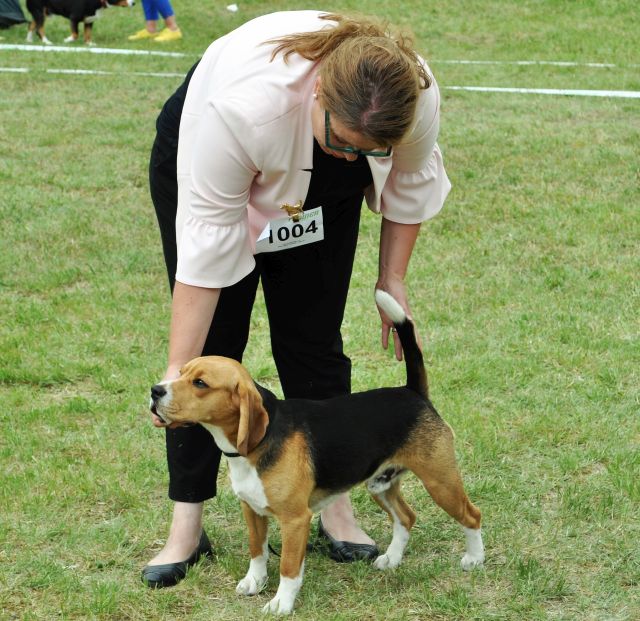 The first championships for Golden Swissline!!!!