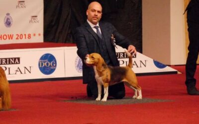 IHA Brussels Dog Show