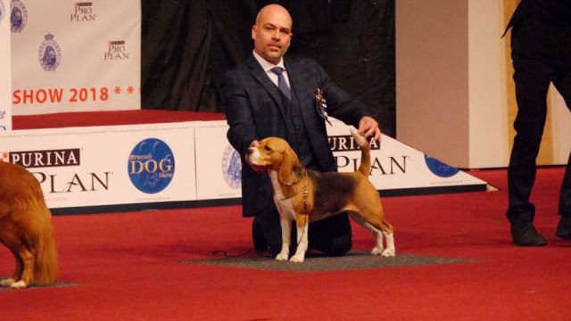 IHA Brussels Dog Show – EN