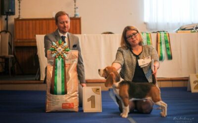 Clubshow of CZ Beagle Club Prag 2019