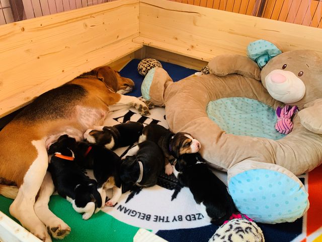 The puppies are here!!!!