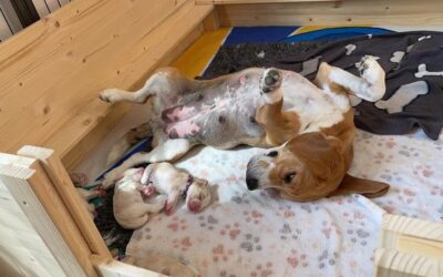 Our F-litter is here!!!