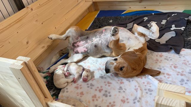 Unser F-Wurf ist da!!!