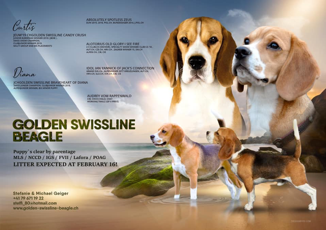 Curtis X Golden Swissline Braveheart of Diana – EN