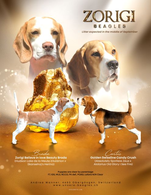 Curtis X Zorigi Believe in Beauty Brada – EN