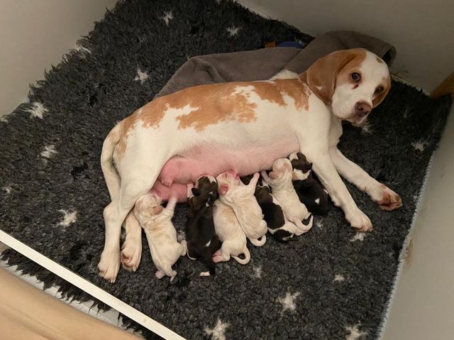 Curtis X Erben Korwins The Question – EN