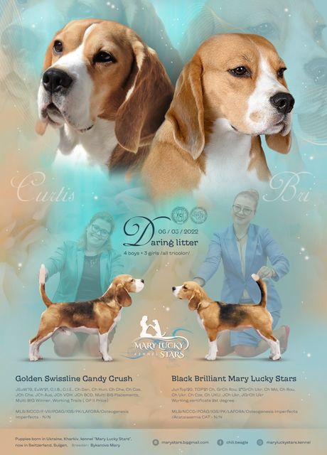 Curtis X Black Brilliant Mary Lucky Stars – EN