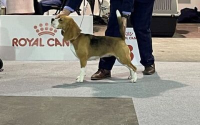 European Dog Show 2021