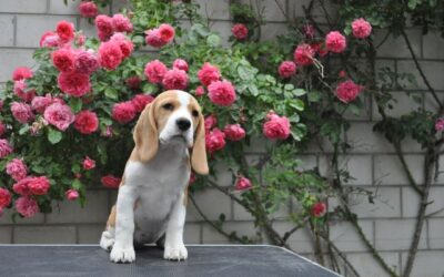 Dream of Glory Mary Lucky Stars