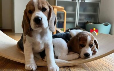 We are still looking for the perfect home