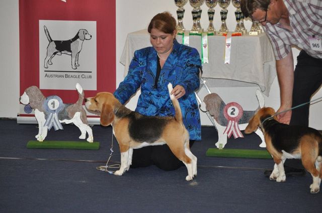 2015 IHA Innsbruck – EN