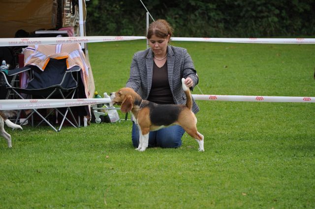 2015 CSS Austria – EN