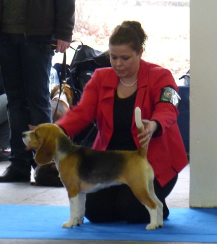Fehova Winter Dog Show 2016 – EN