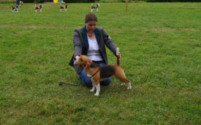 1. Bracken- und Laufhundeshow des Austrian Beagle Club