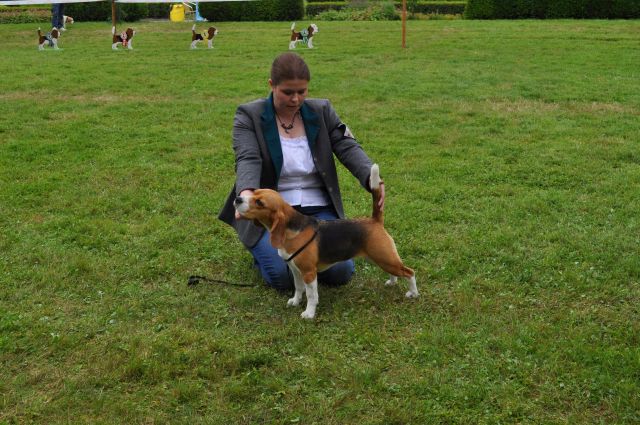 1. Bracken- und Laufhundeshow des Austrian Beagle Club