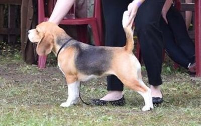 Dogshow Festival Velka Ida