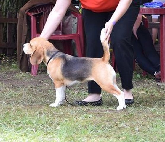 Dogshow Festival Velka Ida